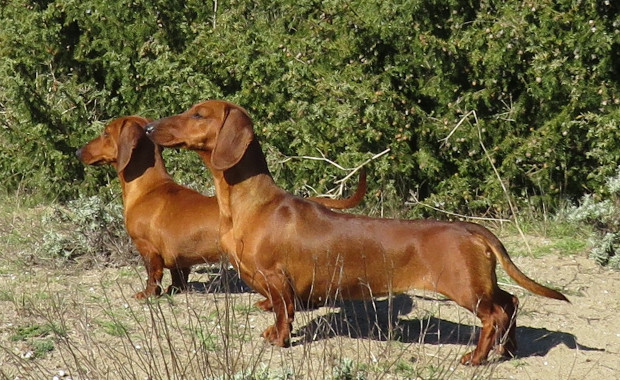 Camuciola - Allevamento Bassotti del Sasso