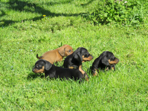 I cuccioli - Allevamento Bassotti del Sasso