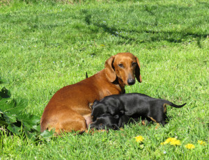 I cuccioli - Allevamento Bassotti del Sasso