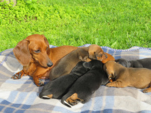 I cuccioli - Allevamento Bassotti del Sasso