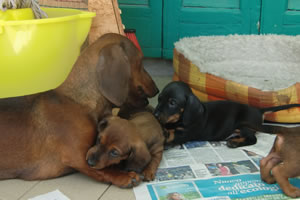 I cuccioli - Allevamento Bassotti del Sasso