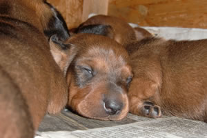 I cuccioli - Allevamento Bassotti del Sasso