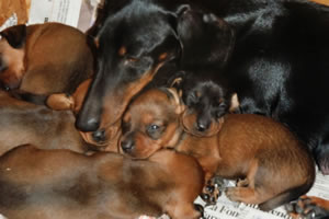 I cuccioli - Allevamento Bassotti del Sasso