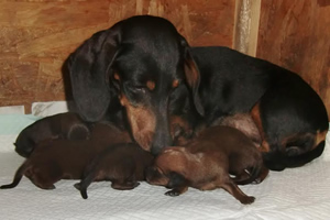 I cuccioli - Allevamento Bassotti del Sasso