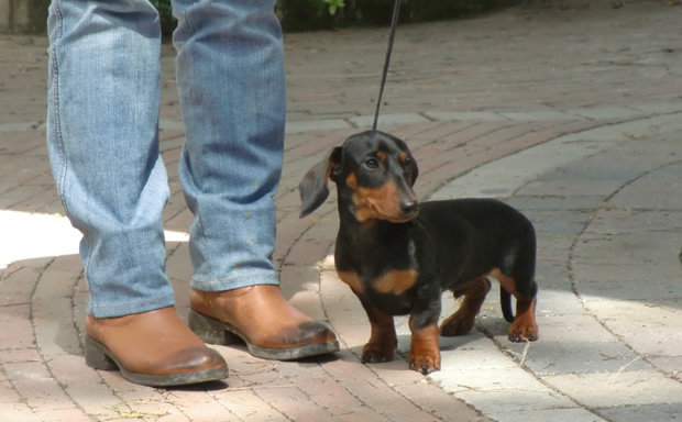 Ubi Maior del Sasso miglior maschio puppy
