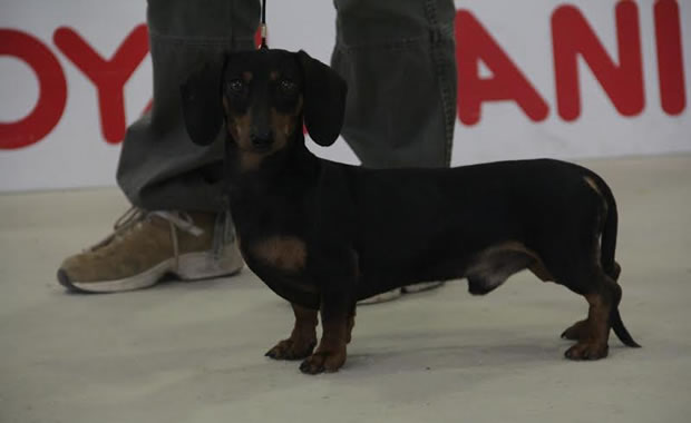 Ubi Maior del Sasso CAC CACIB BOB